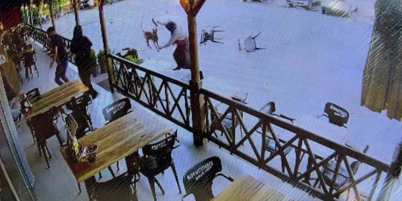Dinlenme tesisinde köpek saldırmıştı! Valilikten açıklama geldi