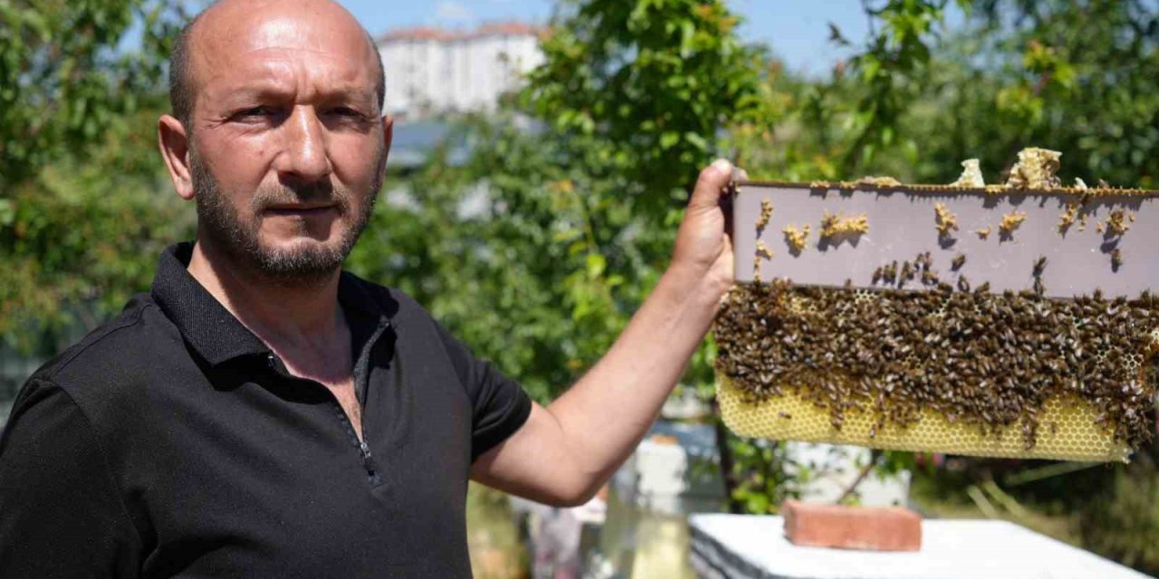 'Arılara Fısıldayan Adam' Görenleri Hayrete Düşürüyor