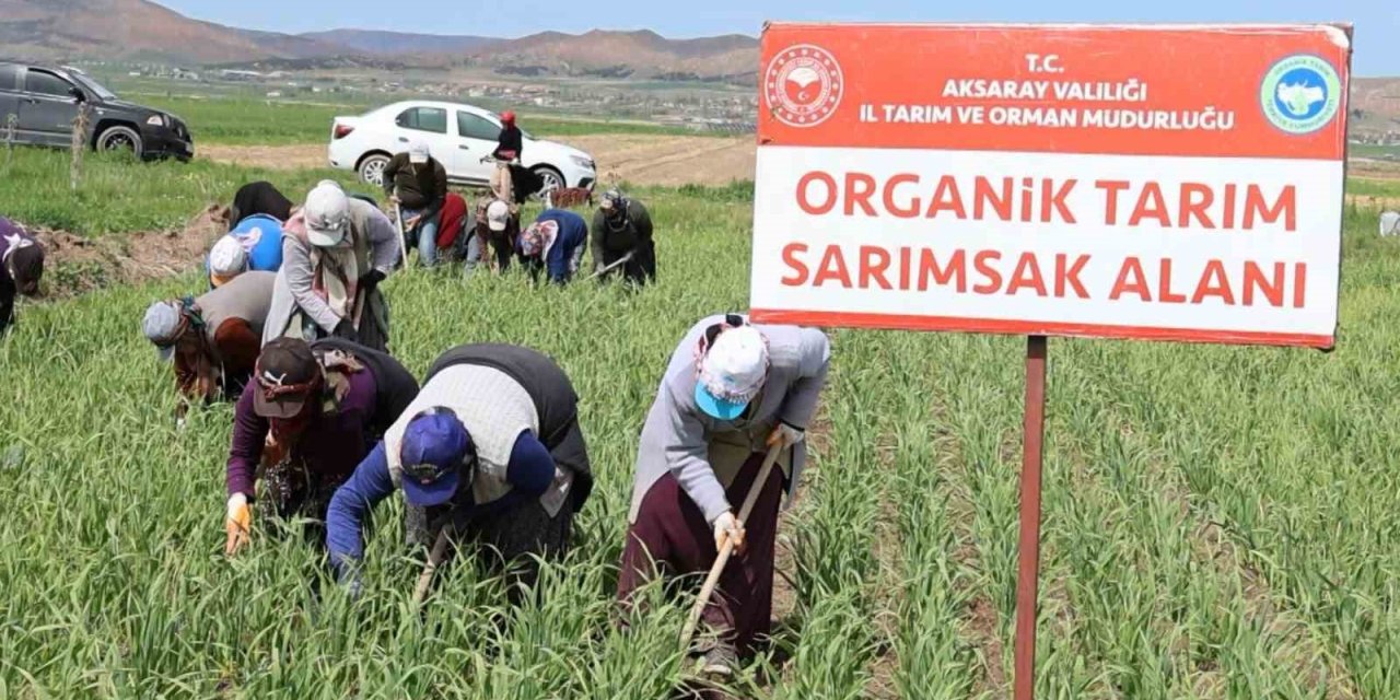 İspanyol Devi Aksaray’a Geldi: Sarımsakta Dünya Markası Oluyor