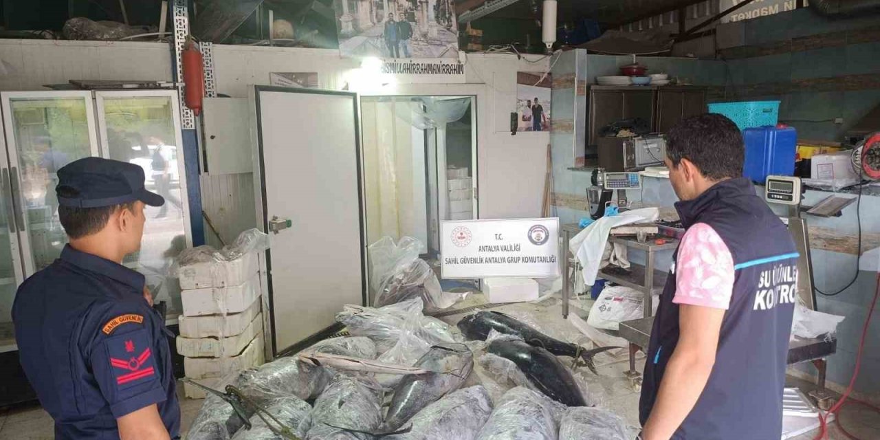 Avlanması ve satışı yasak olan 603 kilo balığa el konuldu