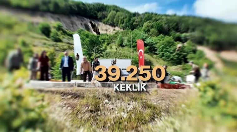 Bu kuşları sakın avlamayın: Ankara'dan kene kararı! 51 bin keklik ve sülün doğaya salınacak