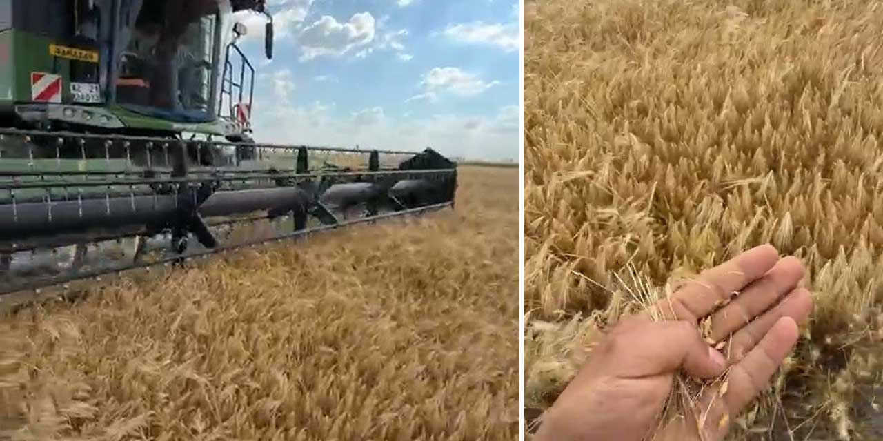 Konya Ovası'nda Hasat Başladı: İlk Ürünler Yüz Güldürdü