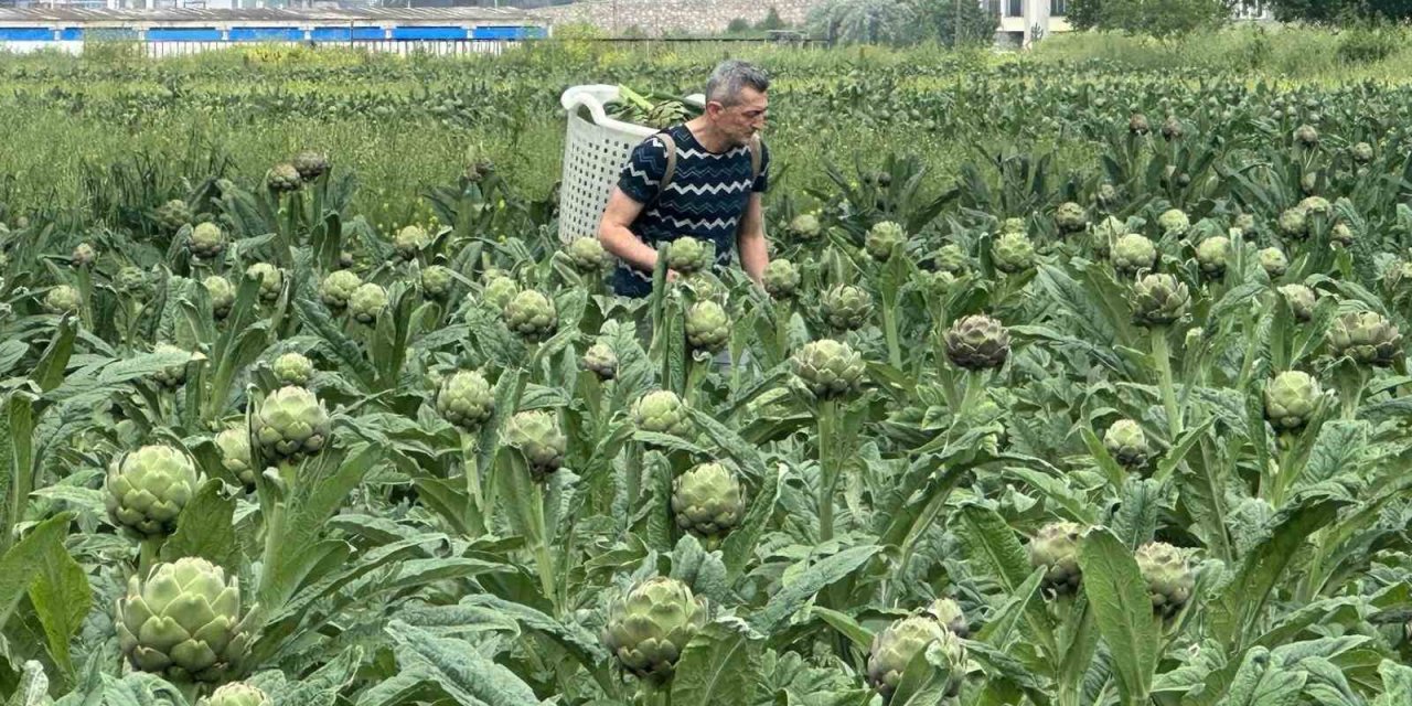 Lüks Konutların Arasında Kalan Hasanağa'da Tarım Savaşı