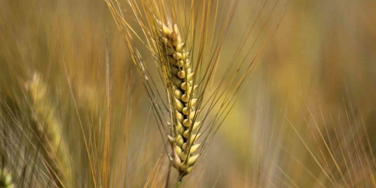 Hububat Piyasasında Düşüş: Arpa ve Buğdayda Sert Gerileme