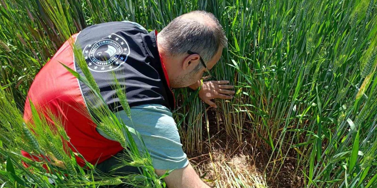 Beyşehir’de Süne Mesaisi: Tarlalarda Verim Koruması