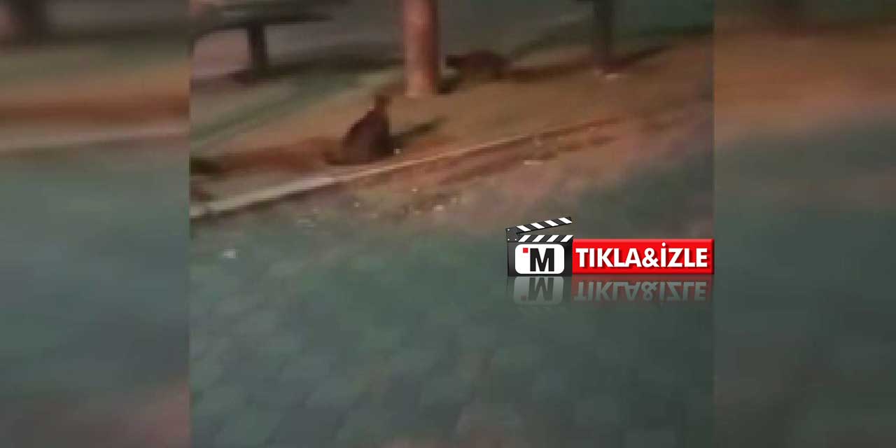 Ankara'da Şaşırtan Görüntü: Fare Kedileri Kovaladı!