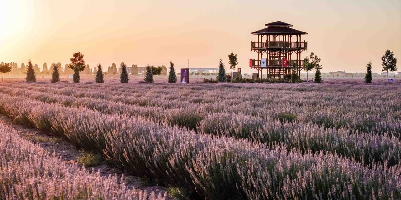 Karatay Lavanta Bahçesi Sezonu Açıyor: Festival Heyecanı Başlıyor