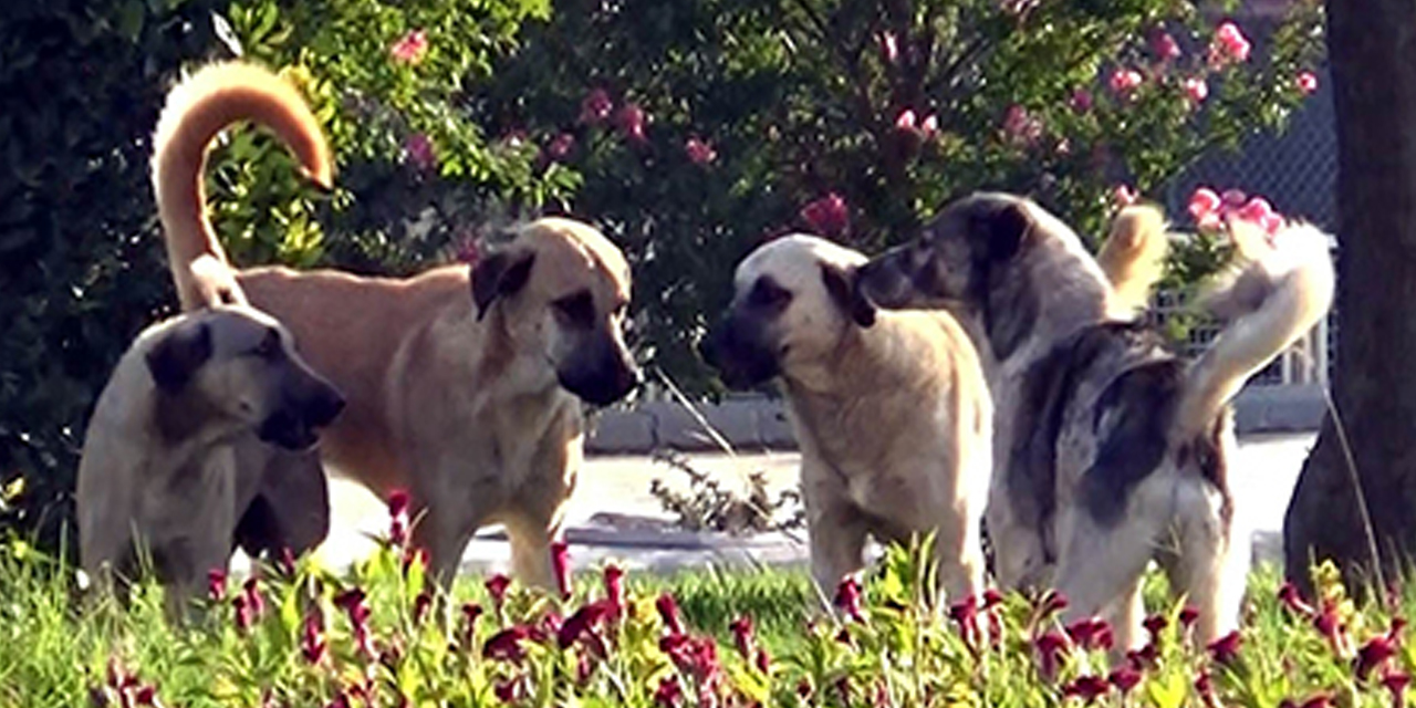 Ankara'da köpek devrimi! 3 ayda bu rakamı yakaladı