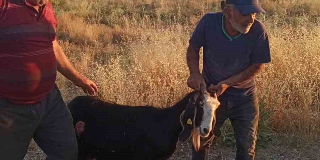 Sokak köpekleri sürüden ayrılan keçiye saldırdı