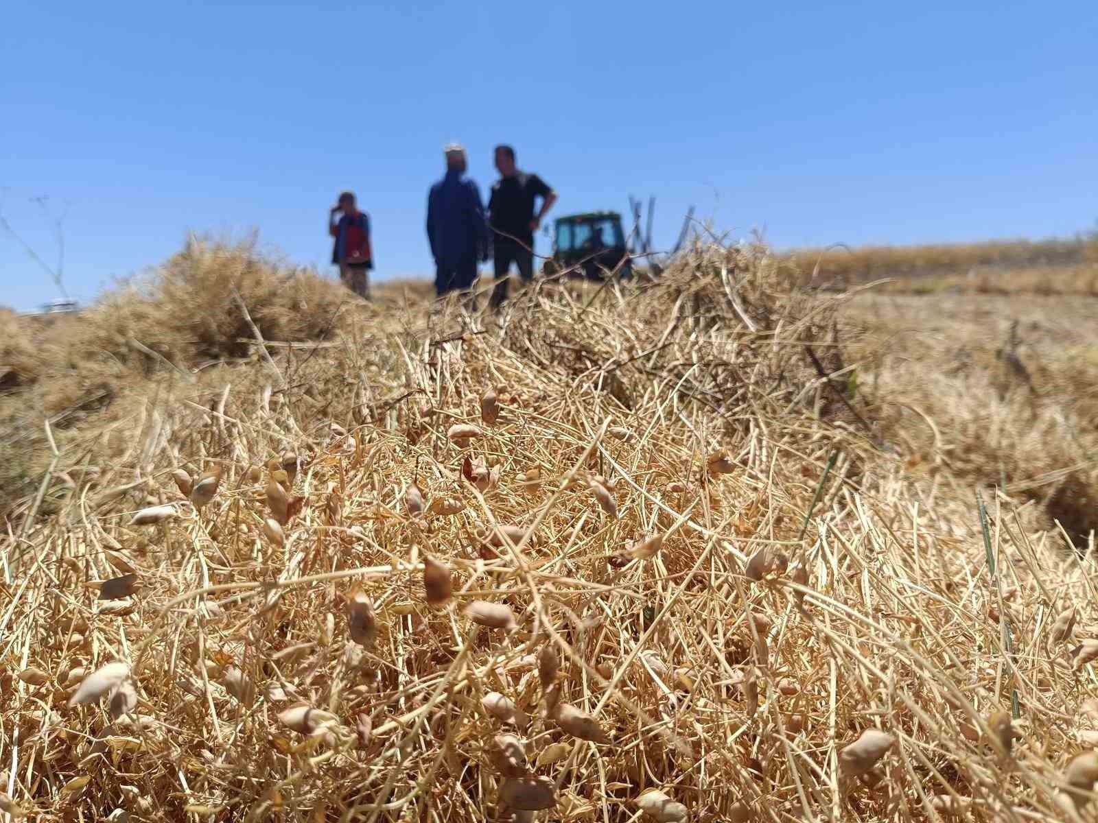 Konya'dan Bereket Fışkırıyor! Kırmızı Altında Hasat Zamanı