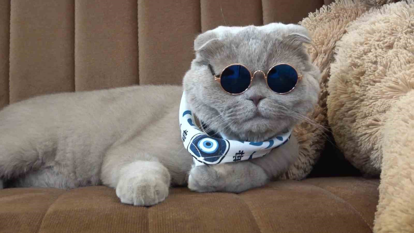 Veterinerlerin "yaşamaz" dediği kedi, denizde yüzdü, Uludağ’da kayak keyfi yaptı