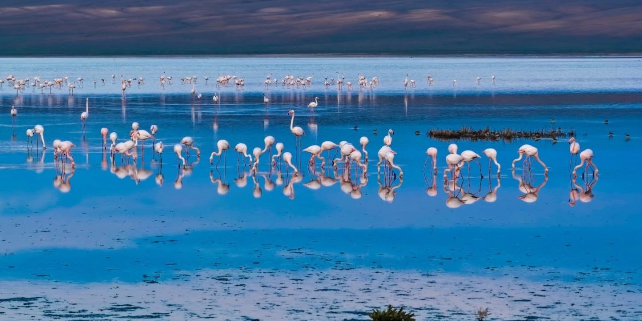 Konya Düden Gölü’nde Flamingo Şöleni: Doğaseverlerin Yeni Rotası