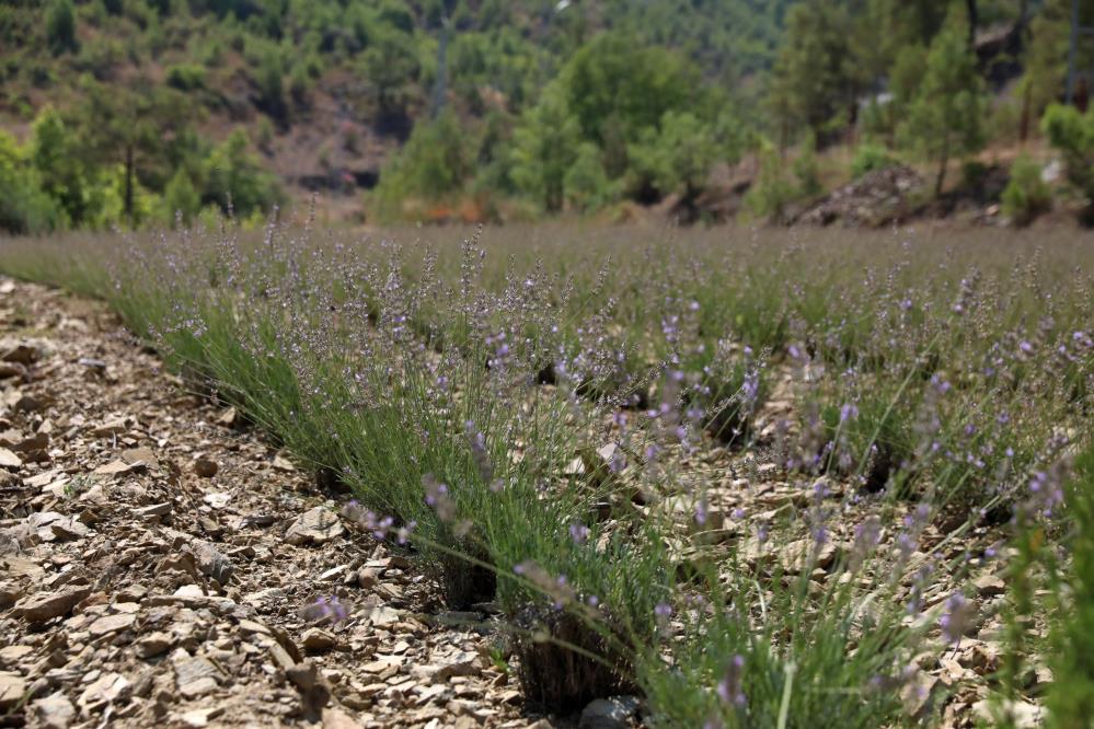 Alanya’da Lavanta Hasadı: Atıl Araziler Turizme Kazandırılıyor