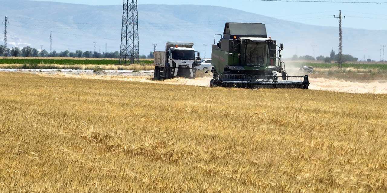 Konya'nın toprağı bereketlendi: Atıl araziler hasat verdi