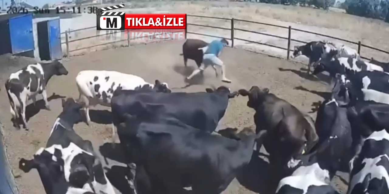 Boğanın saldırdığı besici büyük tehlike atlattı, o anlar kamerada