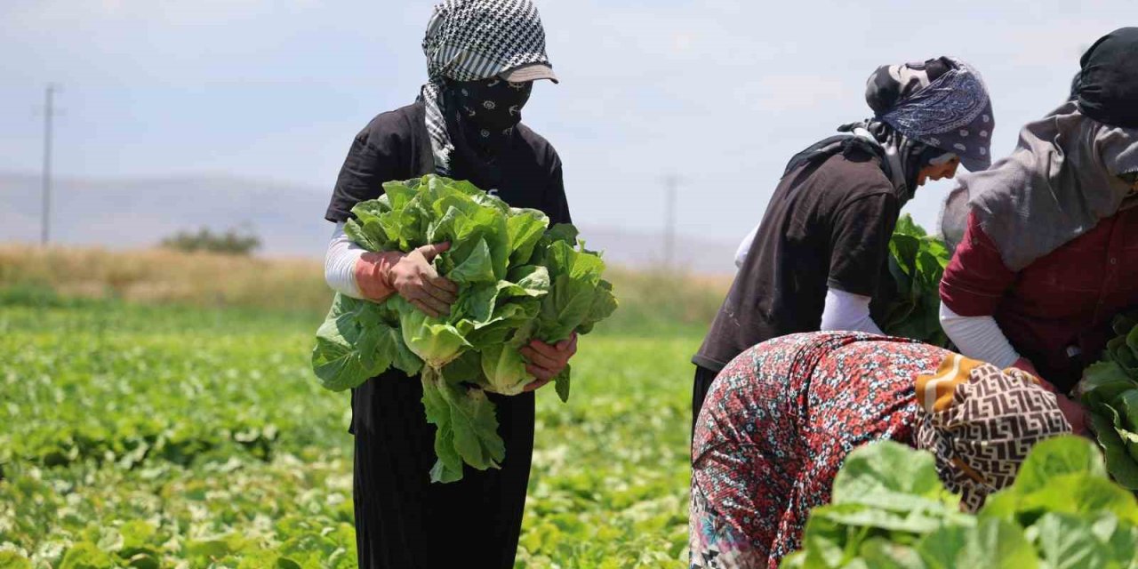 Konya'da Marul Üreticisinin "Fiyat" Çilesi: Tarlada Kalma Korkusu