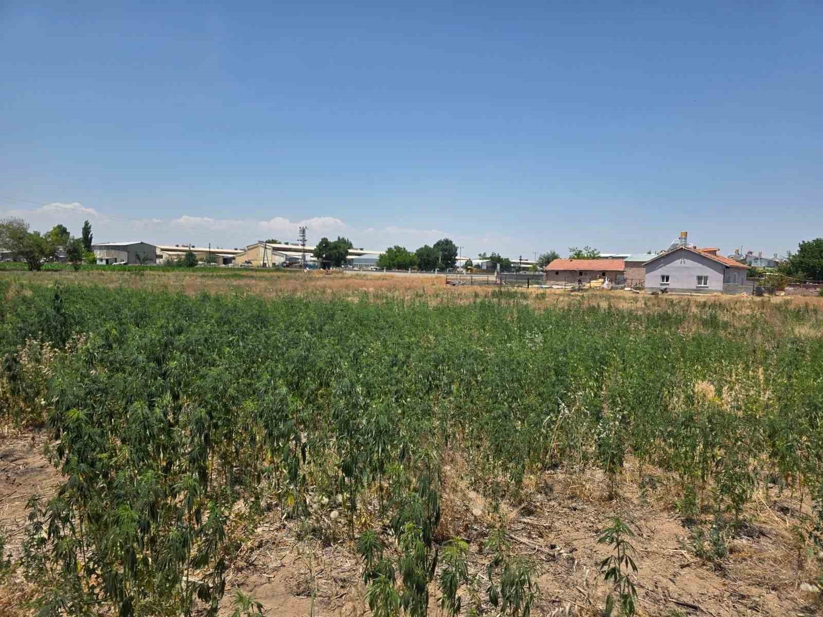 Konya'da Uyuşturucuya Ağır Darbe: 50 Bin Kök Kenevir Ele Geçirildi, 5 Kişi Tutuklandı