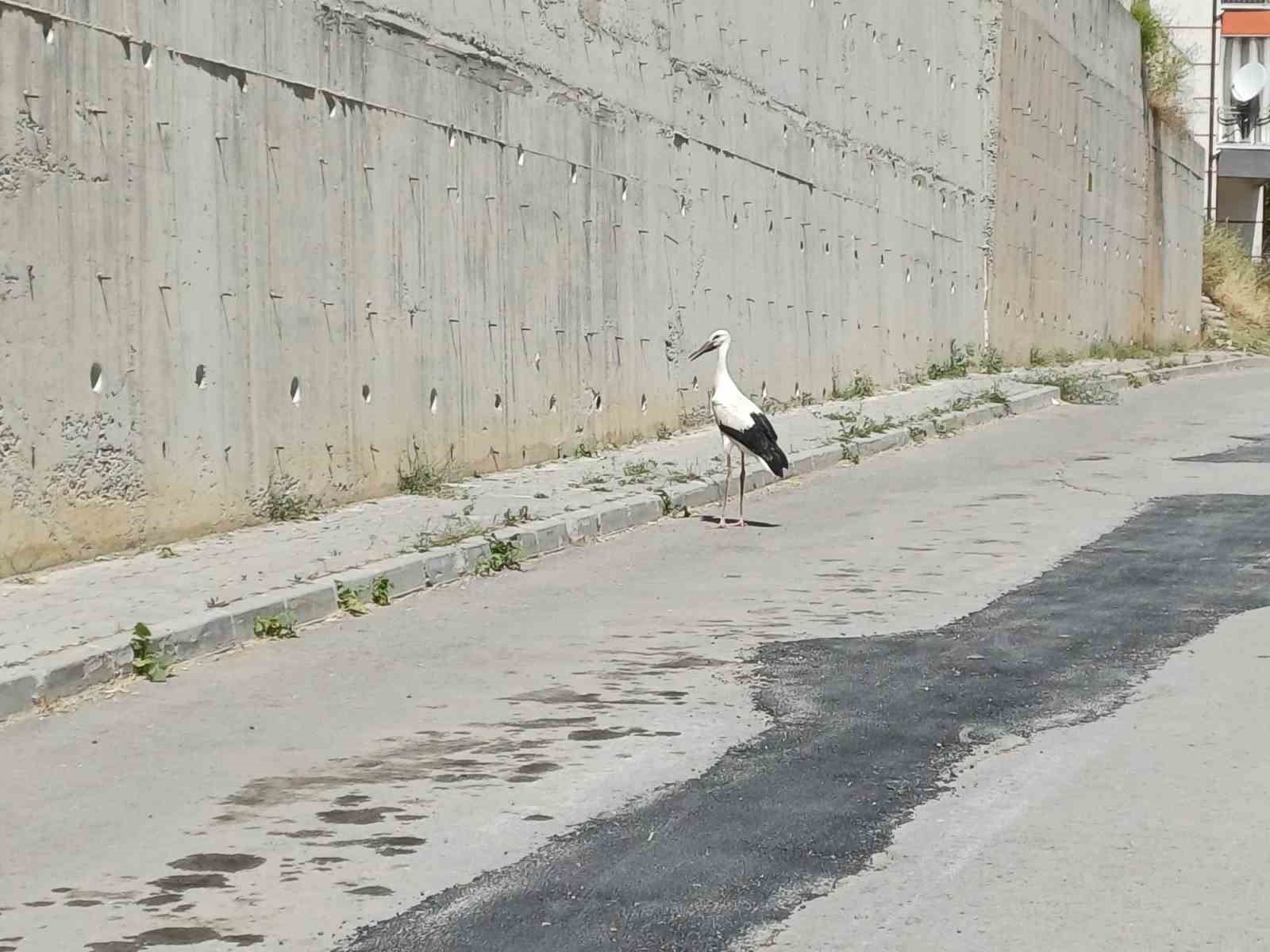 Konya'da Yaralı Leylek İçin Seferberlik! Mahalle Tek Yürek Oldu