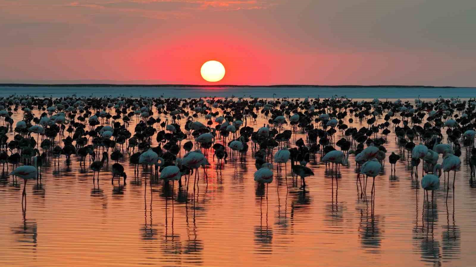 Tuz Gölü'nde Son 5 Yılın Flamingo Rekoru: 12 Bin 800 Yavru Yaşam Buldu