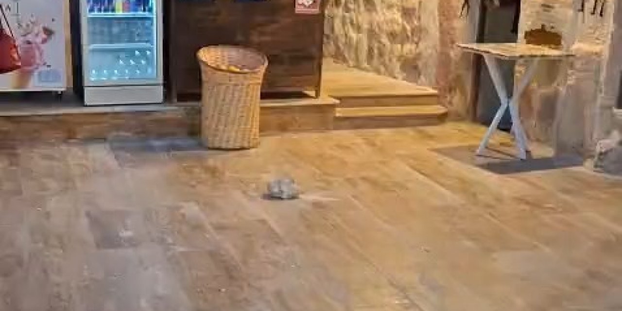 Kaleden Kopan Kaya Genç Psikoloğu Yaraladı