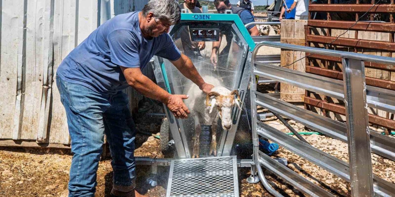 Koyun ve keçiler artık teknolojik makineyle yıkanıp ilaçlanıyor