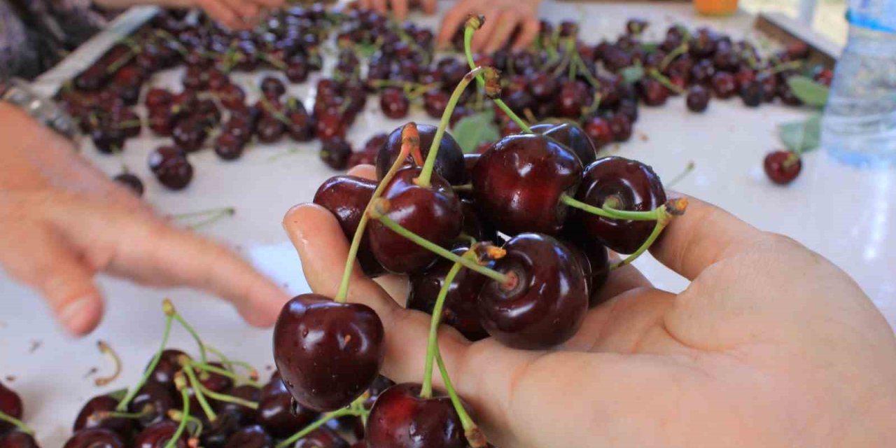 Konya ve Sultandağı Kirazında Tarihi Rekor: ABD ve Avrupa’nın Tercihi