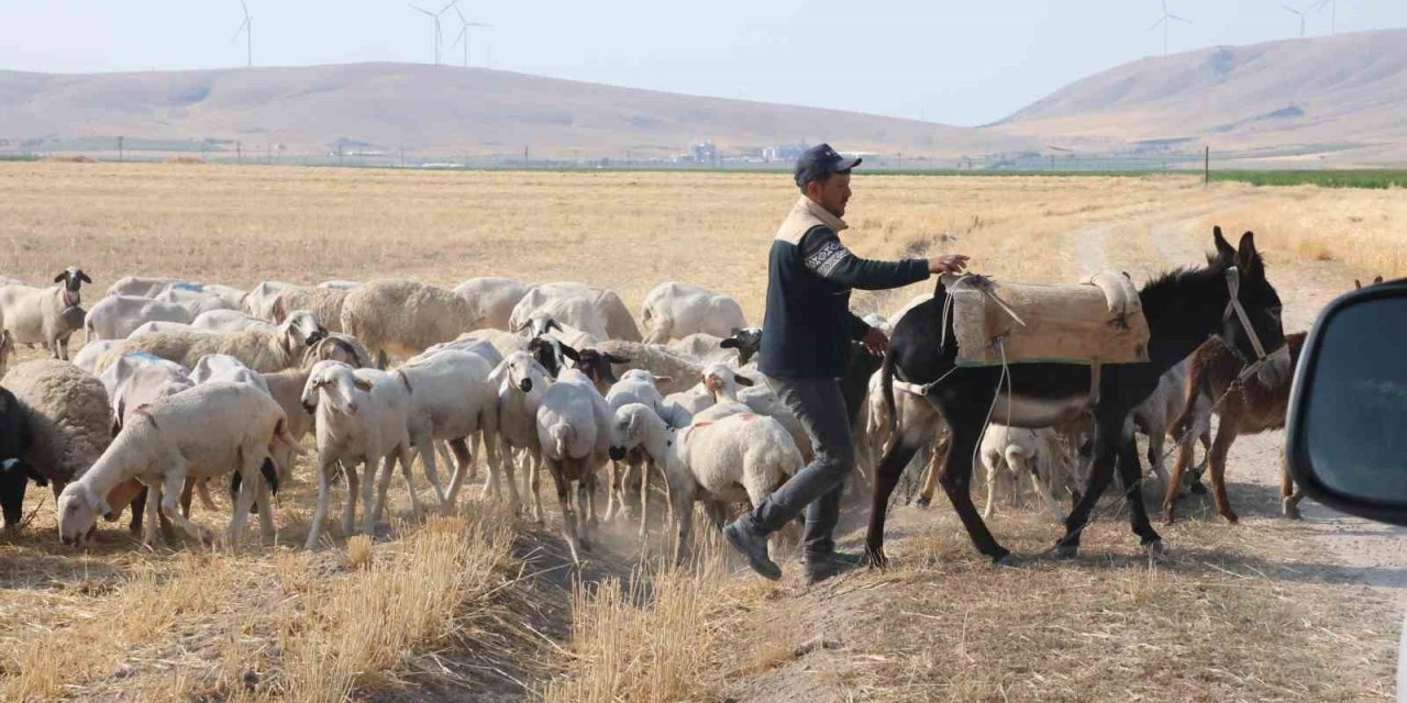 Şehirdeki İşini Bıraktı, Konya Ovası'nda Koyunların Başına Geçti