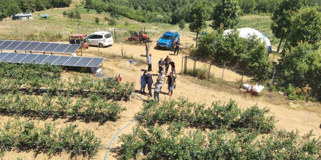 5 Yıl Önce Dikildi, Tonlarca Ürün Verdi: Kurak Arazi Altına Dönüştü