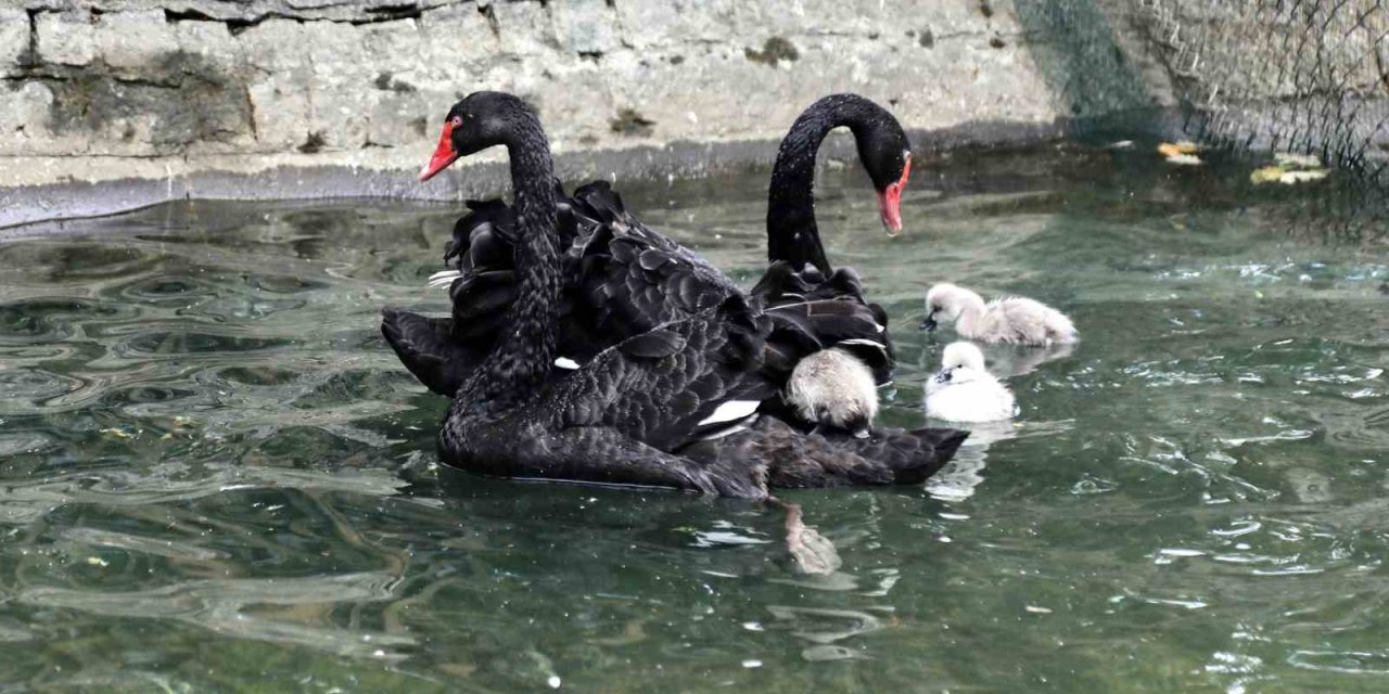 Kuğulu Park'ın yeni üyeleri ilgi odağı oldu