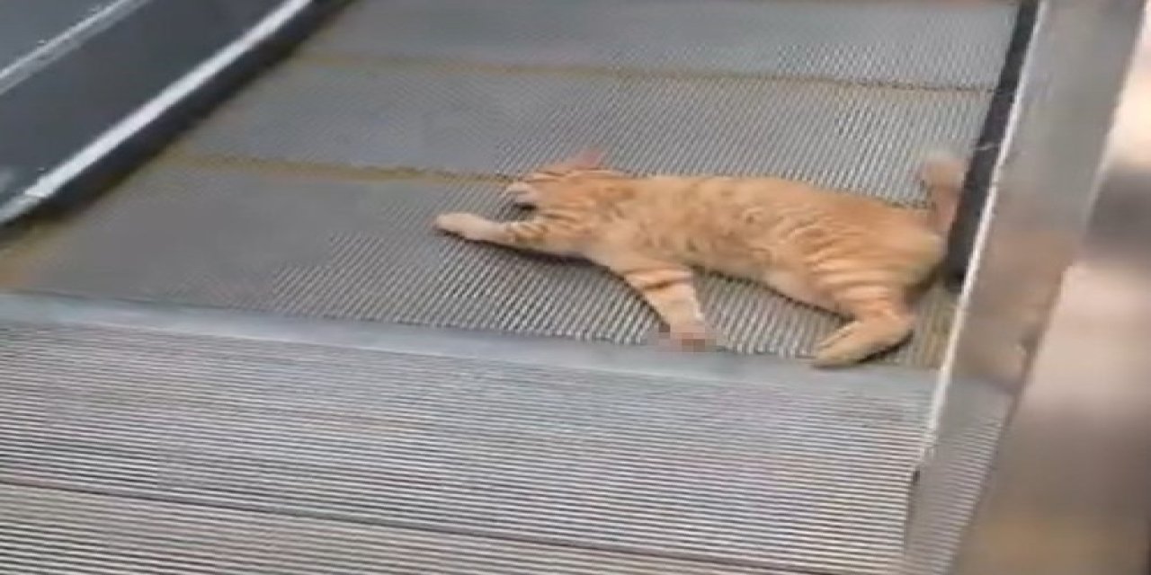 Kedi yürüyen merdivene sıkıştı