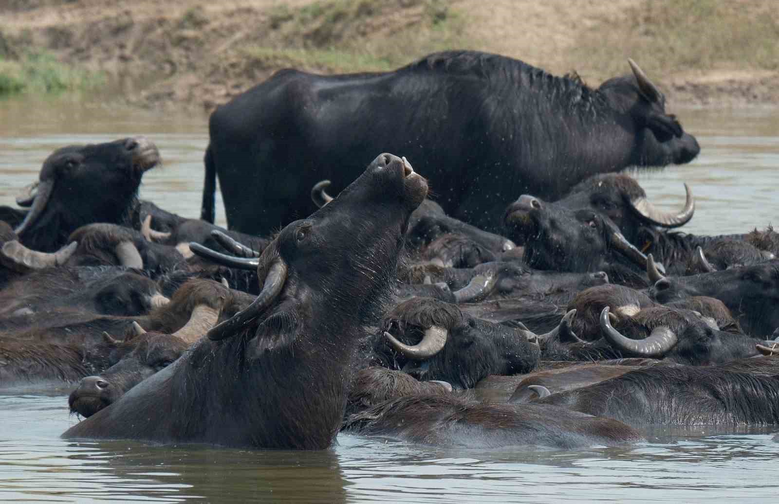 “Manda Köyü”nün lezzeti Türkiye’ye yayılıyor! 100 manda sucuğu kargoyla her ile gidiyor