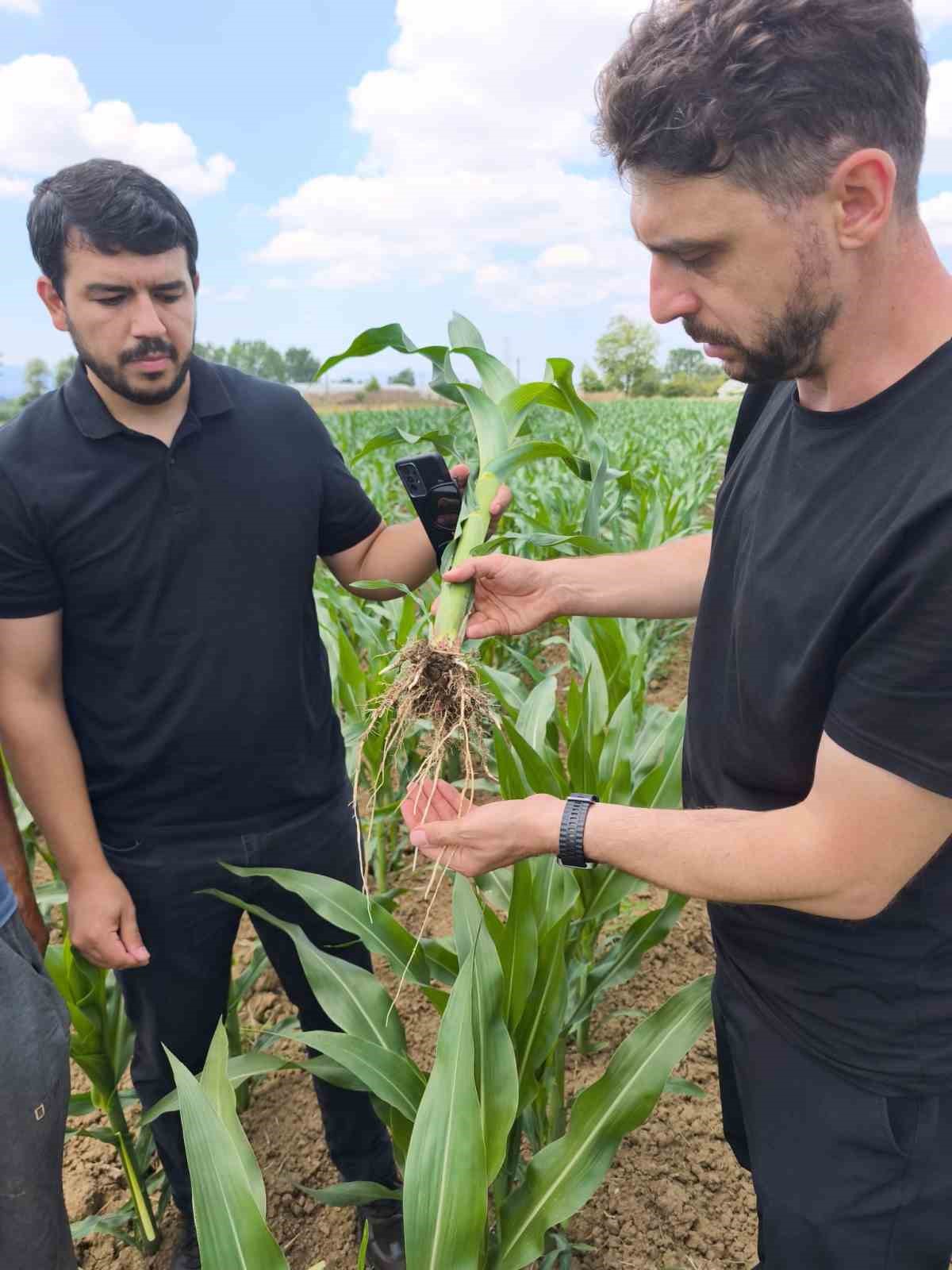 Kocaeli'ye yeni mısır çeşidi
