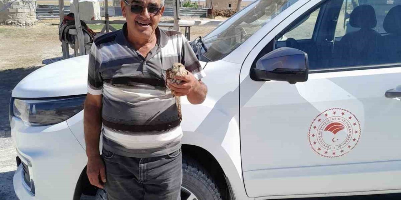 Kanadından yaralanan kızıl şahin, duyarlı çiftçinin dikkatiyle kurtuldu