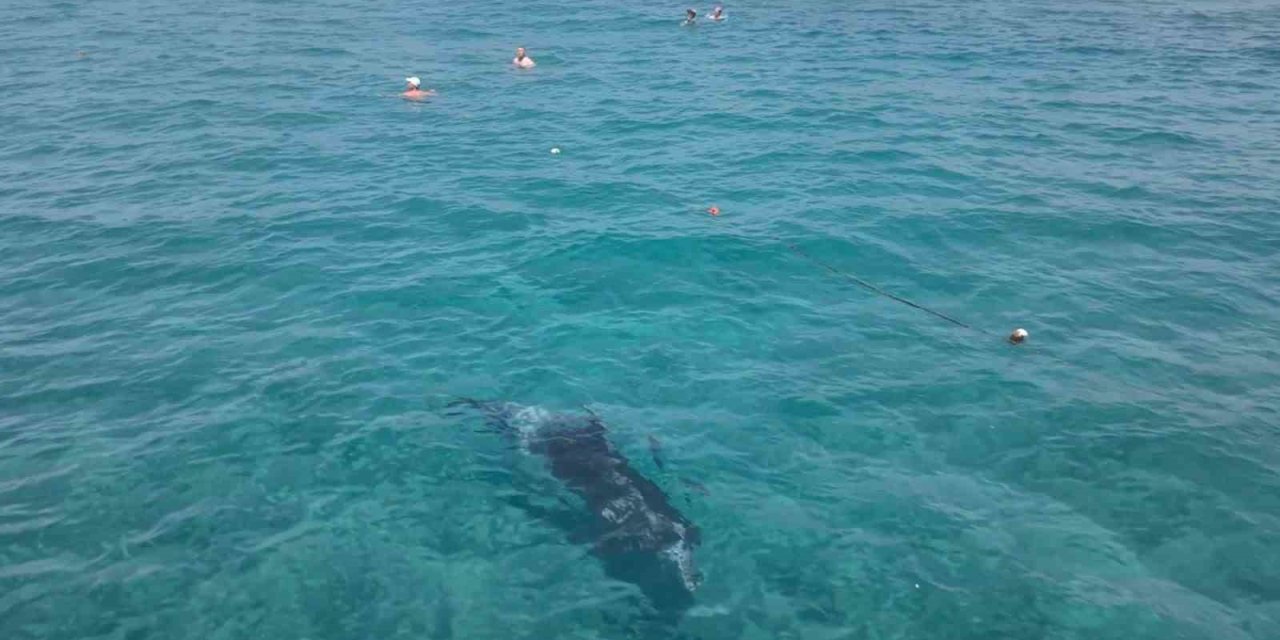 Alanya’da kıyıya yaklaşan yunus turistlerle yüzdü