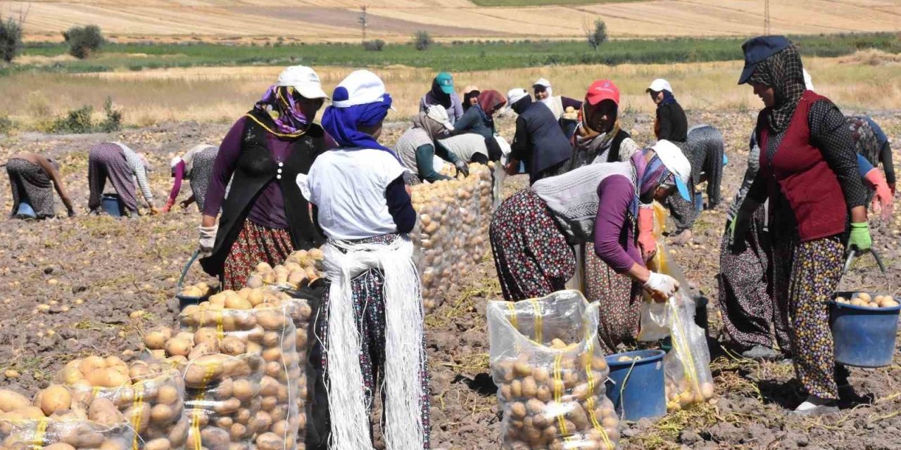 Türkiye’nin Patates Deposu Sandıklı’da Yaz Sökümü Başladı: Raf Ömrüyle Fark Yaratıyor