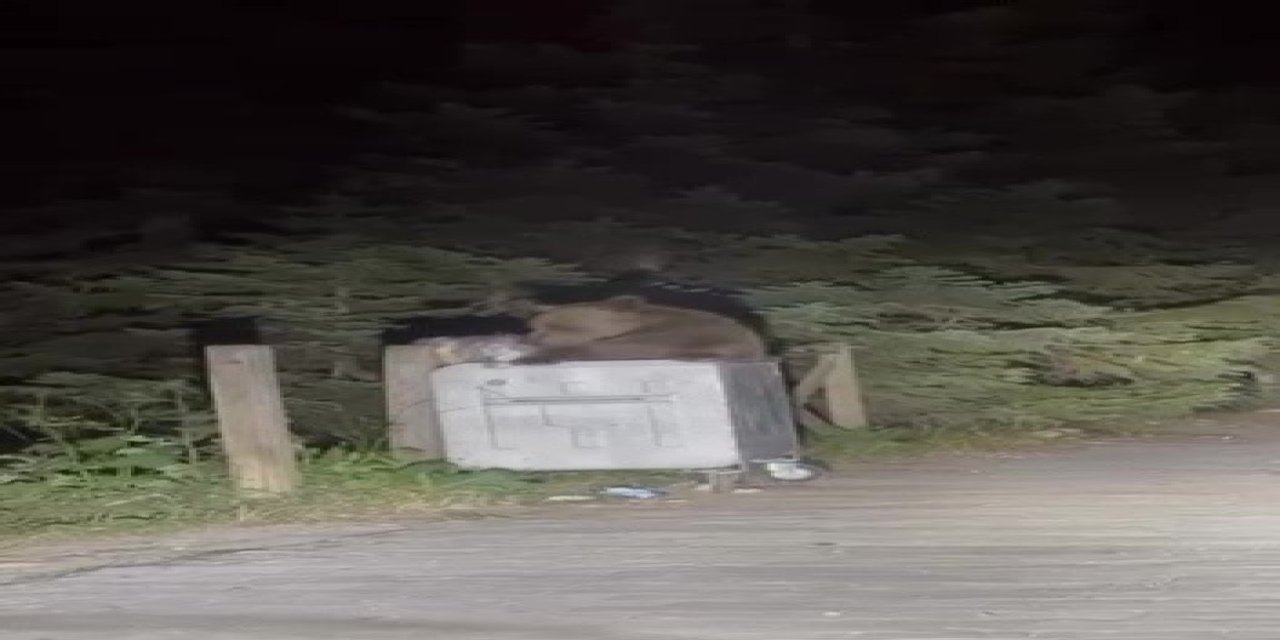 Aç kalan ayı çöpten yemek aradı