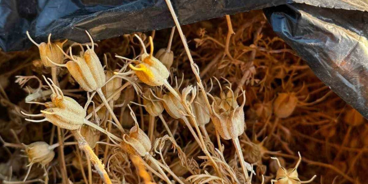 Niğde’de kadınların çörek otu hasadı başladı