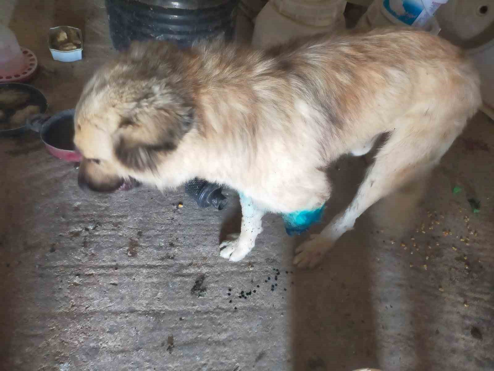 Antalya'da çoban köpeğine vicdansız saldırı! Hayatını kurtardı ama bacağını kaybetti