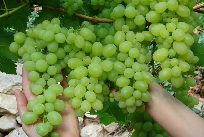 Hasat Sezonu Öncesi Kritik Karar: Manisa’da Günlük Yevmiyeler Açıklandı