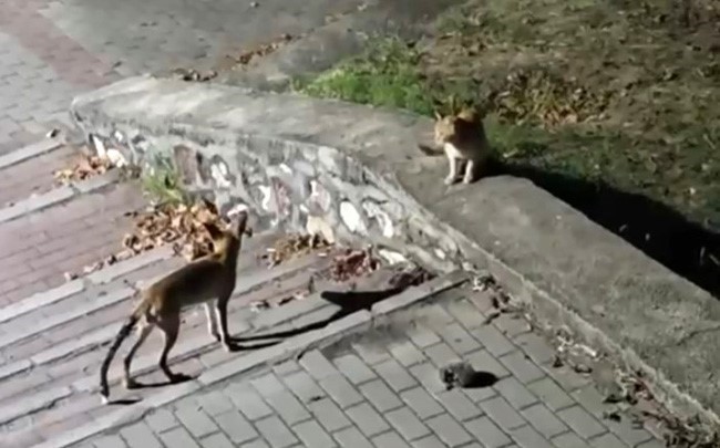 Tilki, kedi ve kirpi buluşması