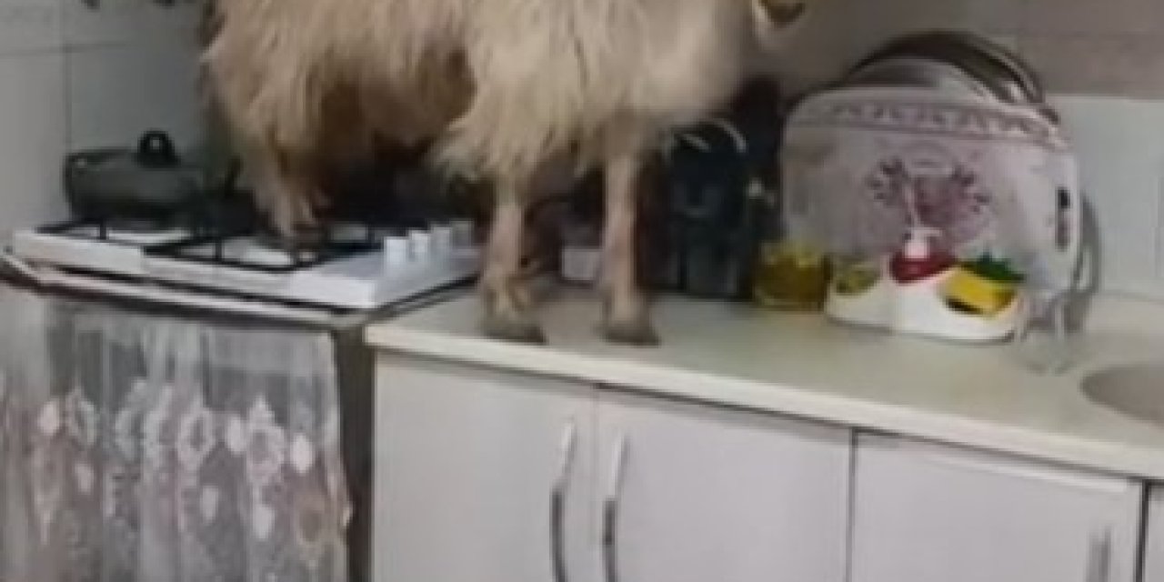 Eve kaçan keçiyi yakalayamadı..."Keçiyi polise ihbar edeceğim" diye tehdit etti