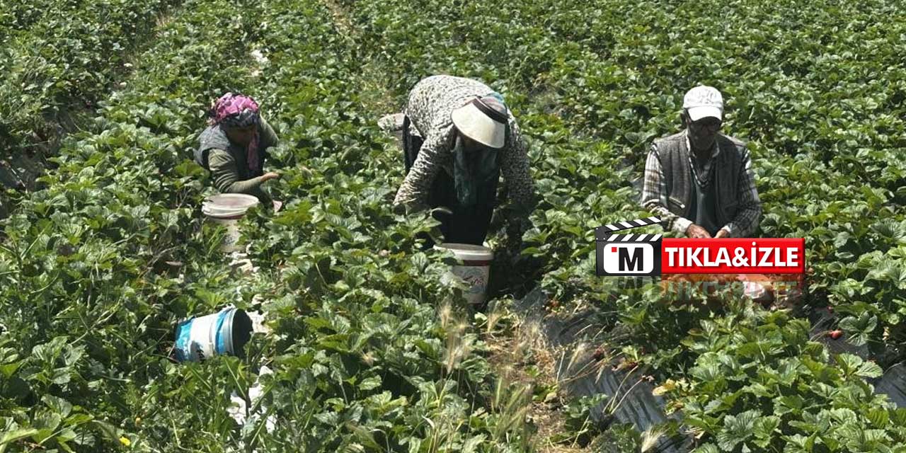 30 Nüfuslu Köy Nasıl 700 Kişi Oldu? Konya'daki "Kırmızı" Mucizenin Sırrı