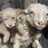 Koyun köpek doğurdu