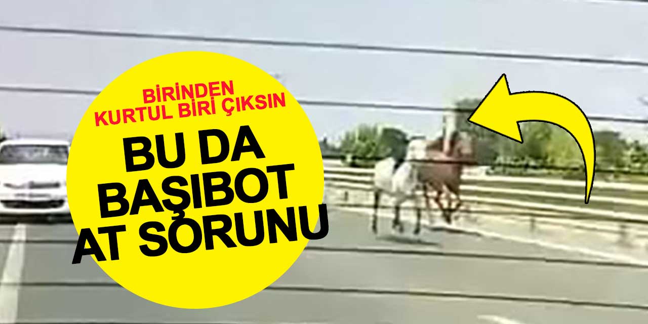 Karayolunda Dörtnala Yarış! Bir Anda Hipodroma Döndü