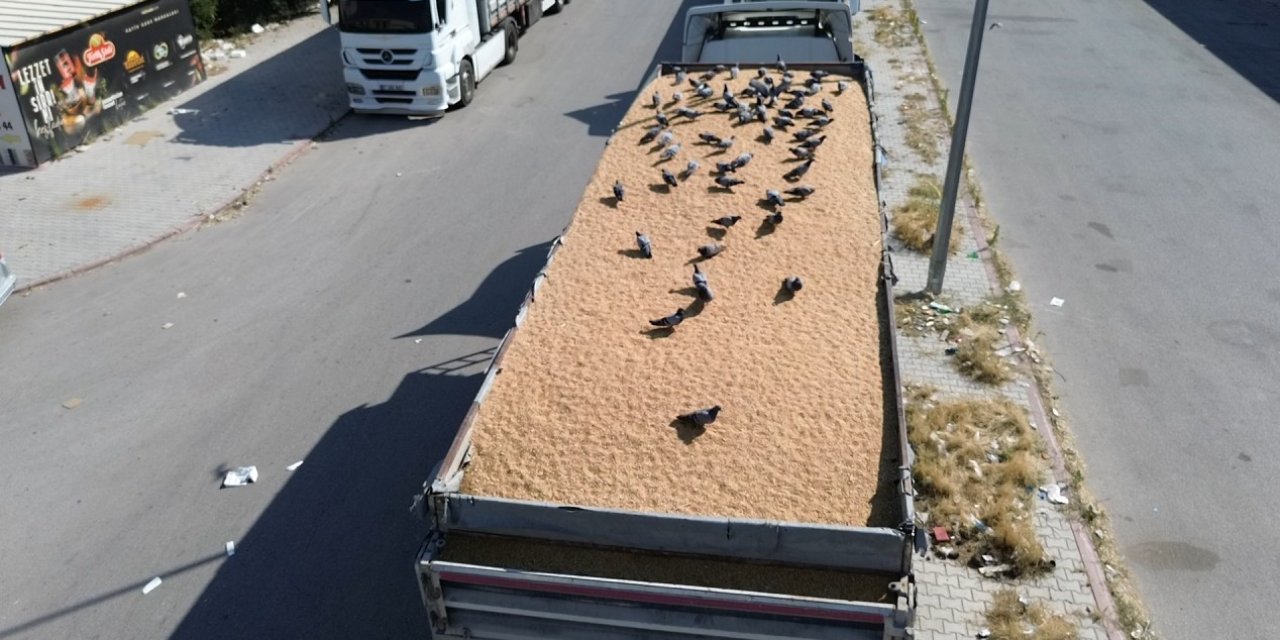 Konya Buğday Pazarı’nın Kanatlı Misafirleri