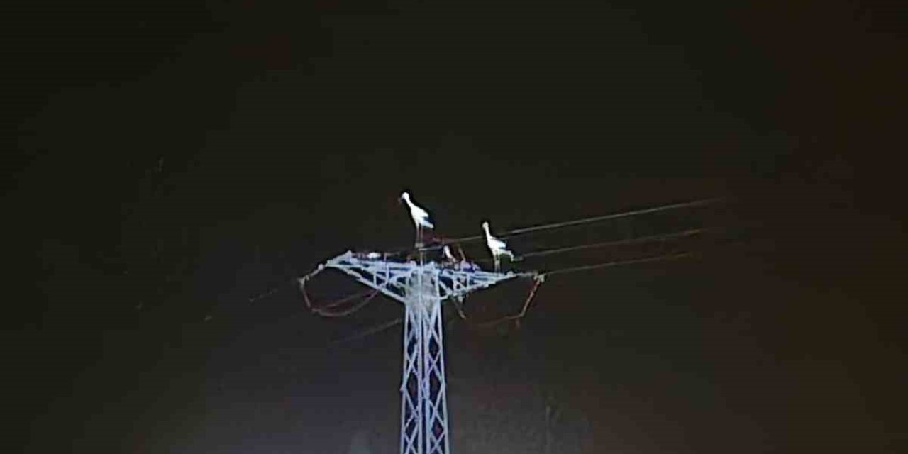 Göç Eden Leylekler Elektrik Kesintisine Yol Açtı