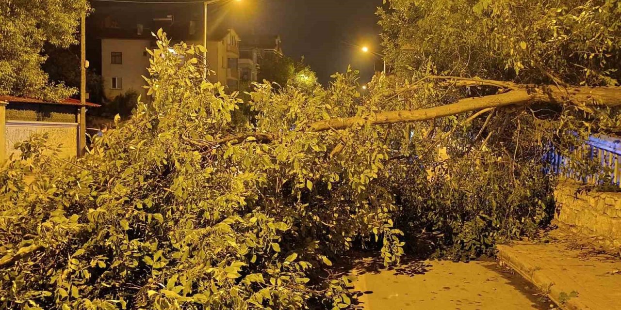 Beyşehir'de Faciadan Dönüldü: Dev Ceviz Ağacı Yolu Kapattı