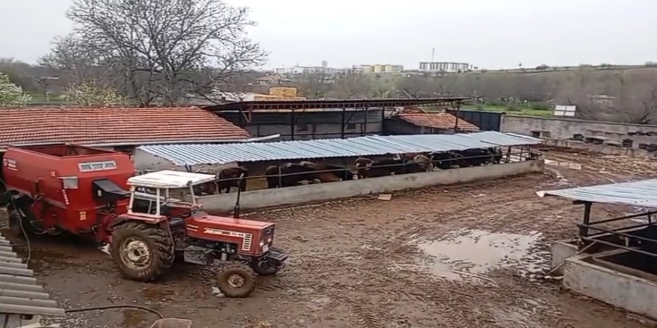 Kayıp hayvanlarını ararken acı gerçekle karşılaştı
