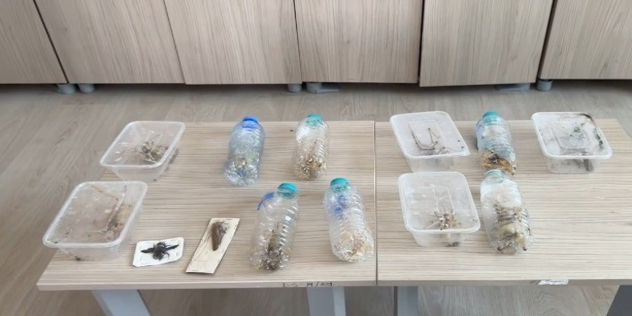 Nemrut Dağı Milli Parkı'nda Biyokaçakçılık: Ele Geçirilen Canlılar Doğaya Salındı