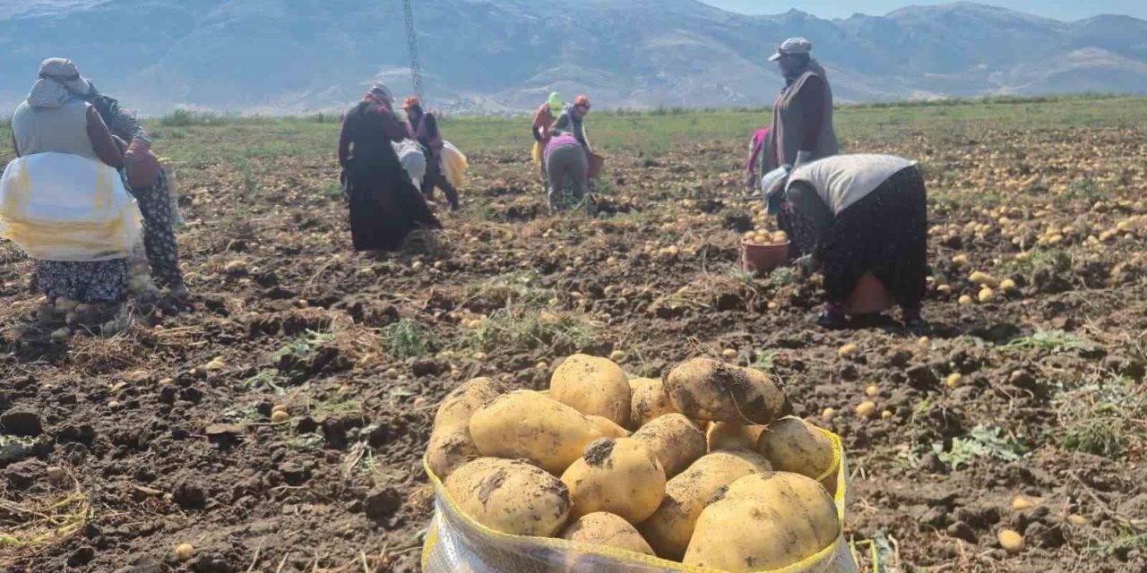 Patates Tüccarları Sıraya Girdi: Geçen Yıl Zarar Eden Çiftçi Bu Sezon Nefes Aldı